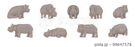 Hippopotamus or Hippo as Large Semiaquatic Mammal in Different Pose Vector Set Hippopotamus or Hippo as Large Semiaquatic Mammal in Different Pose Vector Set 99647578