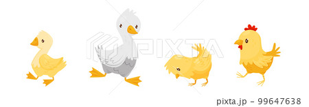 Farm Poultry with Goose and Chicken Bird Vector Set 99647638