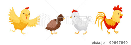 Farm Poultry with Hen and Chicken Bird Vector Set 99647640