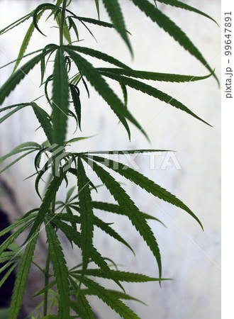 大麻草と白背景のバックグラウンド。お洒落で爽やかな医療大麻のイメージ。 99647891