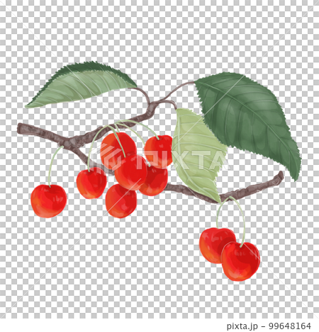 さくらんぼのイラスト 99648164