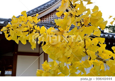 津島神社のイチョウ 津島神社のイチョウ 99648444