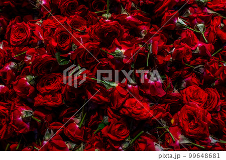 Natural red rose background, fresh cut dark roses close up texture background Natural red rose background, fresh cut dark roses close up texture background 99648681