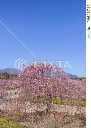 鈴鹿の森庭園のしだれ梅（2018年） 99648715