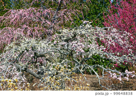 鈴鹿の森庭園のしだれ梅(2018年) 鈴鹿の森庭園のしだれ梅(2018年) 99648838