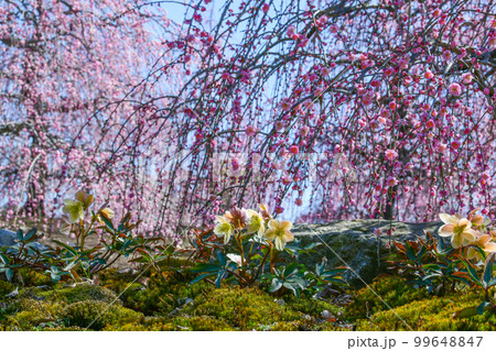 鈴鹿の森庭園のしだれ梅とクリスマスローズ（2018年） 99648847