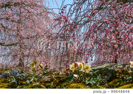 鈴鹿の森庭園のしだれ梅とクリスマスローズ（2018年） 99648848