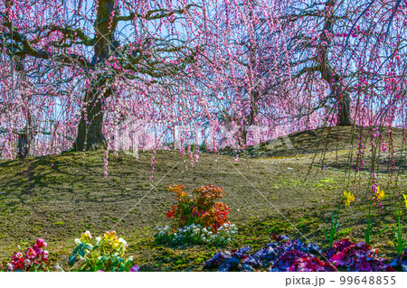 鈴鹿の森庭園のしだれ梅とクリスマスローズ（2018年） 99648855