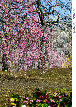 鈴鹿の森庭園のしだれ梅とクリスマスローズ(2018年) 鈴鹿の森庭園のしだれ梅とクリスマスローズ(2018年) 99648858