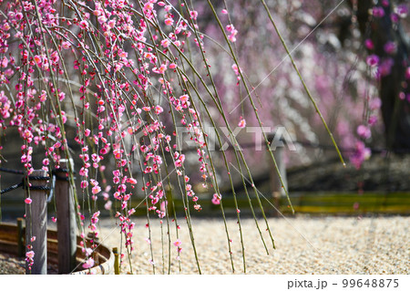鈴鹿の森庭園のしだれ梅(2018年) 鈴鹿の森庭園のしだれ梅(2018年) 99648875