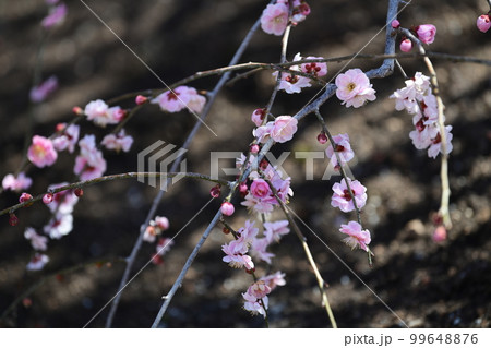 鈴鹿の森庭園のしだれ梅(2018年) 鈴鹿の森庭園のしだれ梅(2018年) 99648876