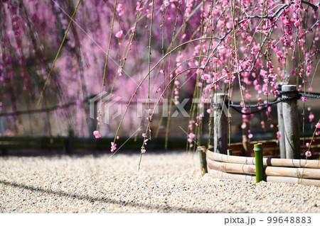 鈴鹿の森庭園のしだれ梅(2018年) 鈴鹿の森庭園のしだれ梅(2018年) 99648883