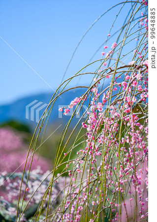 鈴鹿の森庭園のしだれ梅(2018年) 鈴鹿の森庭園のしだれ梅(2018年) 99648885