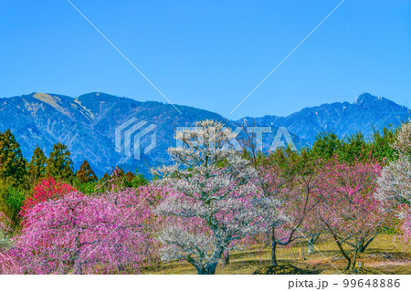 鈴鹿の森庭園のしだれ梅(2018年) 鈴鹿の森庭園のしだれ梅(2018年) 99648886