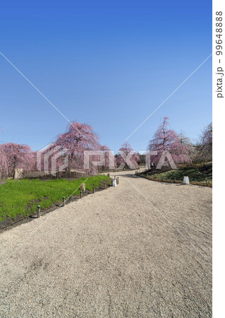 鈴鹿の森庭園のしだれ梅(2018年) 鈴鹿の森庭園のしだれ梅(2018年) 99648888