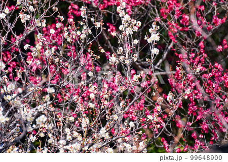 青空に映える谷保天満宮梅林の紅梅白梅(東京都国立市) 青空に映える谷保天満宮梅林の紅梅白梅(東京都国立市) 99648900