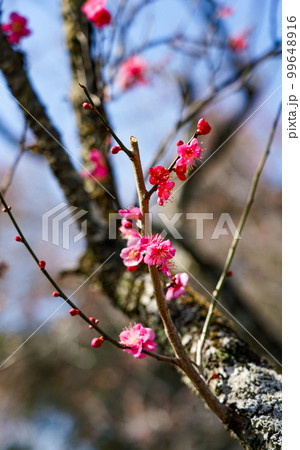 青空に映える谷保天満宮梅林の紅梅（東京都国立市） 99648916