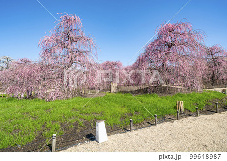 鈴鹿の森庭園のしだれ梅（2018年） 99648987