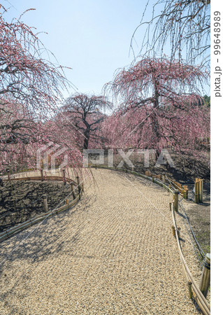 鈴鹿の森庭園のしだれ梅（2018年） 99648989