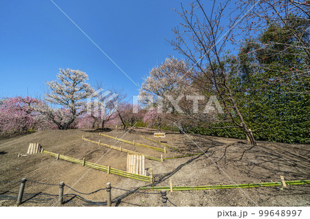 鈴鹿の森庭園のしだれ梅(2018年) 鈴鹿の森庭園のしだれ梅(2018年) 99648997