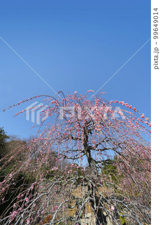 鈴鹿の森庭園のしだれ梅(2018年) 鈴鹿の森庭園のしだれ梅(2018年) 99649014