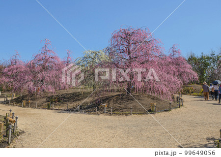 鈴鹿の森庭園のしだれ梅(2018年) 鈴鹿の森庭園のしだれ梅(2018年) 99649056