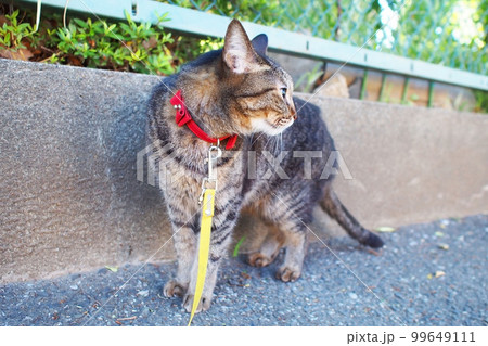 散歩中に周囲を気にする猫 散歩中に周囲を気にする猫 99649111
