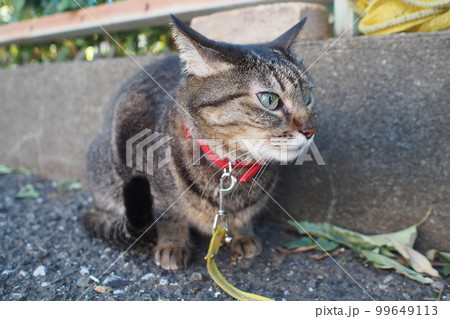 散歩中に周囲を気にする猫 99649113