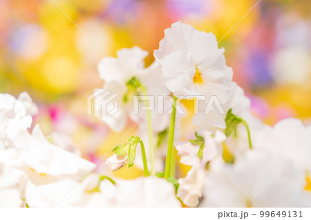 パンジー・春の彩り イメージ パンジー・春の彩り イメージ 99649131