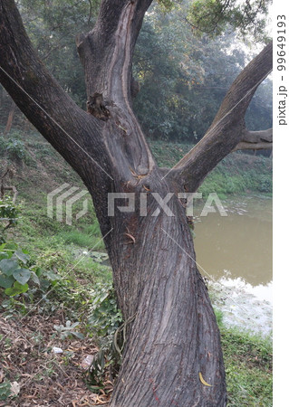 tree view with brunch on forest tree view with brunch on forest 99649193