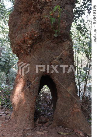 a tree view with hole on forest 99649196