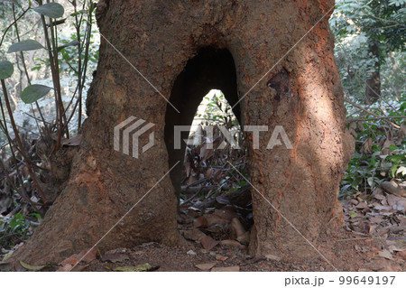 a tree view with hole on forest a tree view with hole on forest 99649197