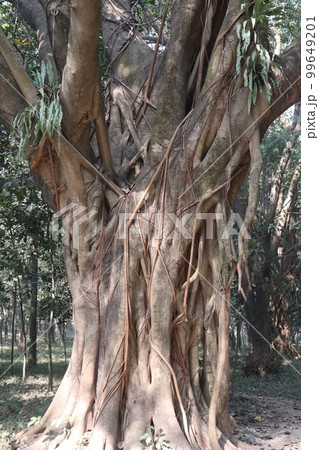 a tree view with brunch and root a tree view with brunch and root 99649201