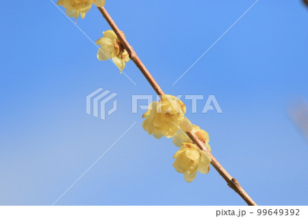 蝋梅の花　ろうばい　ロウバイ 99649392