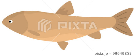 ソウギョ 99649855