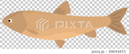 ソウギョ 99649855