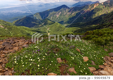 八ヶ岳連峰・赤岳の登りの高山植物群落と諏訪方面の眺め 八ヶ岳連峰・赤岳の登りの高山植物群落と諏訪方面の眺め 99649879