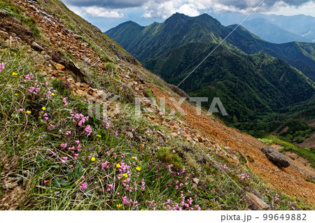 高山植物咲く八ヶ岳連峰・赤岳稜線から見る阿弥陀岳 99649882