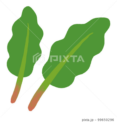 ほうれん草の手描きイラスト 99650296