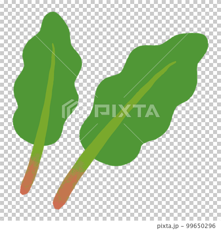 ほうれん草の手描きイラスト 99650296