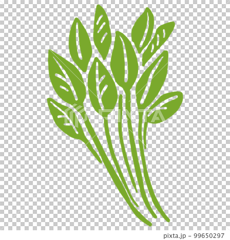 ハーブ　野菜の手書きイラスト 99650297