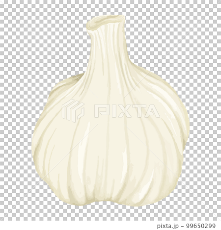 丸ごとにんにく　手書き水彩風イラスト 99650299