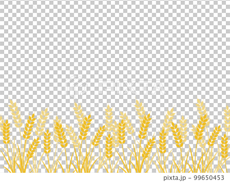 Wheat field background horizontal position white 99650453