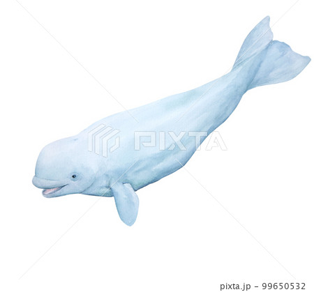 White wale watercolor illustration isolated on white background 99650532