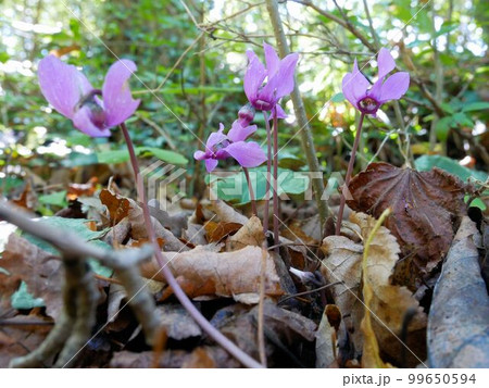 シクラメン・プルプラセンス Cyclamen purpurascens (スイス) シクラメン・プルプラセンス Cyclamen purpurascens (スイス) 99650594