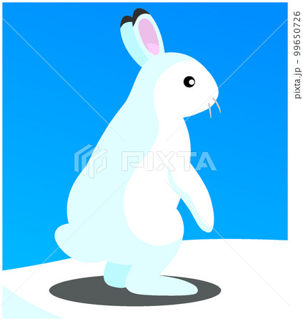 エゾユキウサギ エゾユキウサギ 99650726