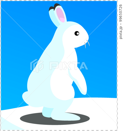 エゾユキウサギ エゾユキウサギ 99650726