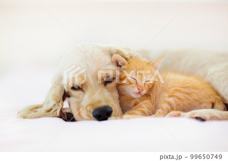 Cat and dog sleeping. Puppy and kitten sleep. 99650749