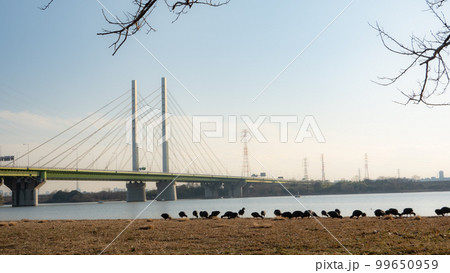 幸魂大橋と野鳥 幸魂大橋と野鳥 99650959