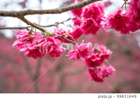 桜 さくら サクラ 99651649